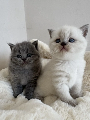 Bkh Kitten   Kätzchen