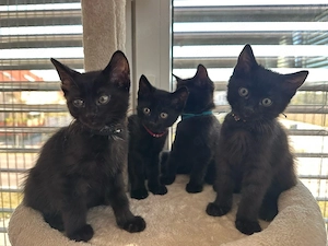 Katzenbabys Kitten Kater schwarz