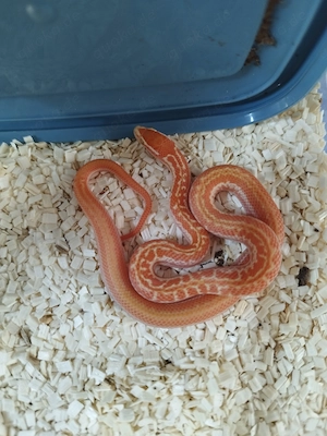 Afrikanische braune Hausschlangen Albino Boaedon fuliginosus
