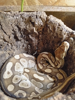 Butter Königspython Weibchen mit Terrarium 