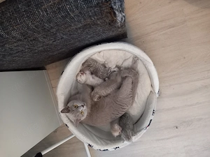 Britisch Kurzhaar kitten