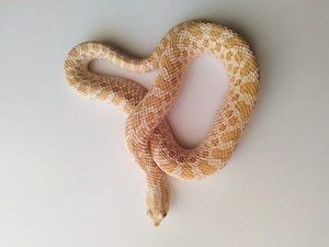 heterdon nascious Albino männlich Hakennasennatter
