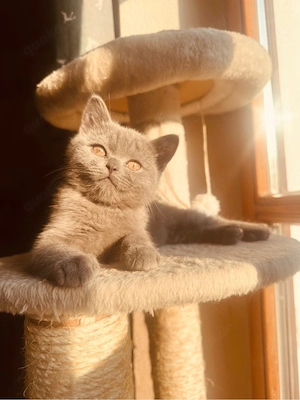 BKH Kitten