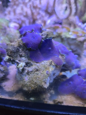 Meerwasser Korallen Scheibenanemonen 