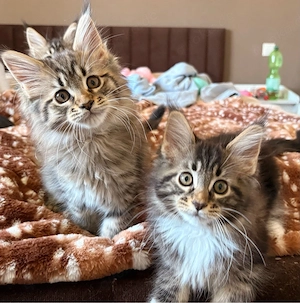 Maine Coon Mädels suchen zuahuse :)