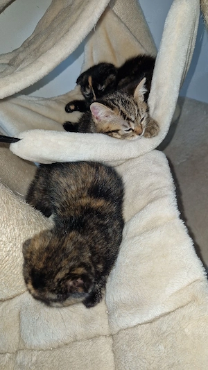 4 süße kitten 