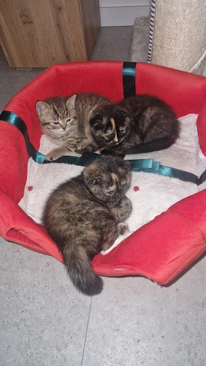 3 süße kitten