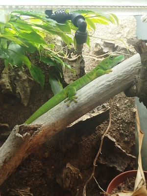 2x Phelsuma Grandis (Madagaskar Taggeckos) abzugeben 