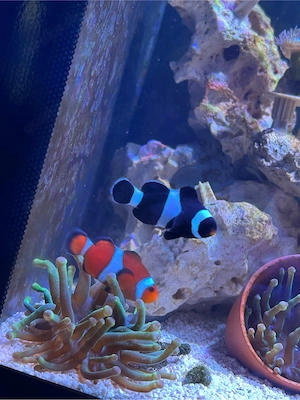 schickes nemo pärchen 