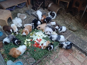 Immer mal wieder junge Meerschweinchen abzugeben 