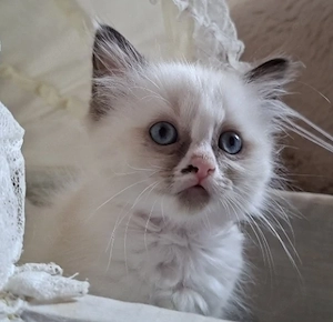 Liebes Zuhause für Ragdoll Mädchen gesucht 