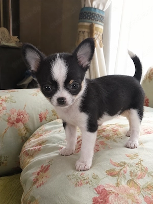 Bezaubernde Chihuahua-Hündin im besten Alter abzugeben