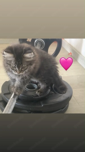 Liebevolle BKH-Langhaar Katze sucht ein neues Zuhause