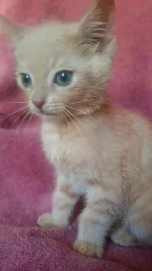 Katzenbaby Europäisch Kurzhaar 