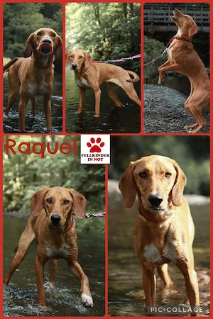 Jagdhund-Mischling Raquel sucht ihr Zuhause oder eine erfahrene Pflegestelle