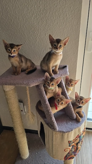 Abessinier Kitten 