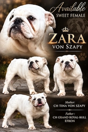 Weiblicher Englischer-Bulldogge-Welpe