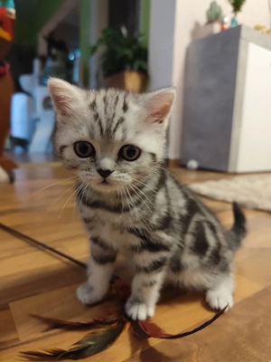 Reinrassige BKH Kitten 