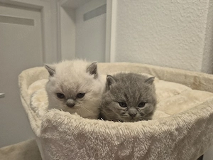 Britisch kurzhaar kitten zu verkaufen 