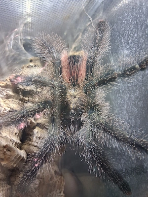 Avicularia jurensis m2 0.0.1