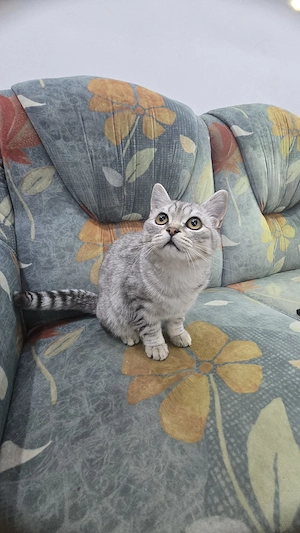 Der kleine kater möchte neue freunde haben