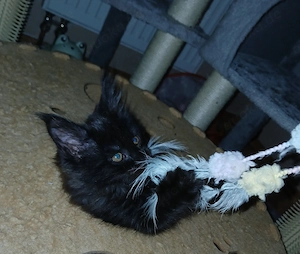 Noch 2 xxl maine coon kitten weibchen abholbereit 