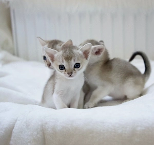Singapura Kitten mit Stammbaum in liebevolle Hände zu verkaufen