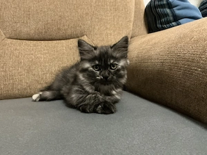 Katzenbaby