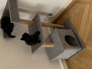 Wunderschöne süße Katze