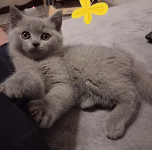 Reinrassige BKH Kitten 