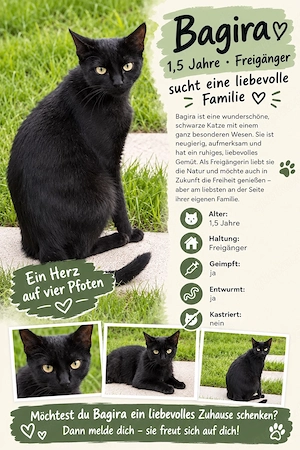  Bagira (1,5 J.) sucht liebevolle Familie   Freigängerin, geimpft & entwurmt    