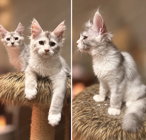 Maine Coon Shaded Linie High Silver 