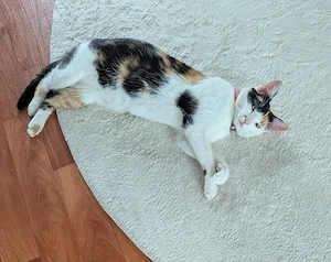Liebevolle ,sehr verschmuste Katze sucht ein neues Zuhause. 