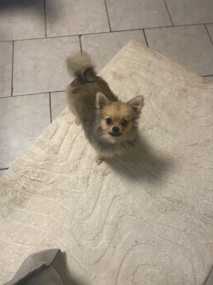 Pomerania Zwergspitz 