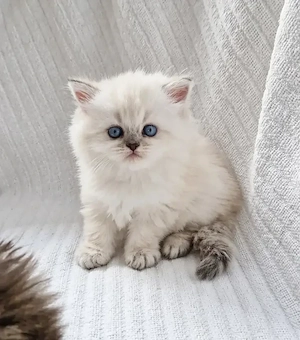 Noch 1 reinrassige BLH-Kitten verfügbar. Reservierung möglich. Abgabe ab dem 17.11.