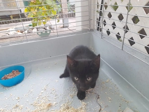 EKH Babykatze 