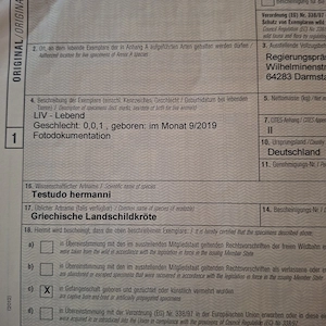 Landschildkröten 