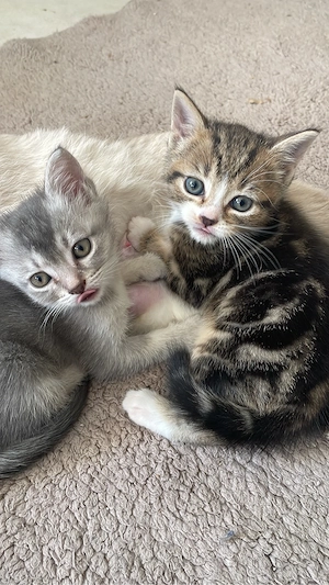 BKH Kitten 