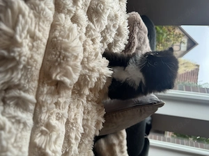 Super süße Ragcoon Kitten zu verkaufen 
