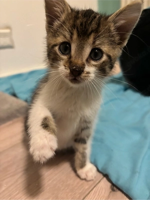 Kitten in liebevolle Hände abzugeben