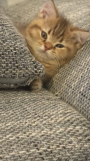 BKH chinchilla kitten zu verkaufen 