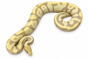 1.0 Leopard Candino 66%het. Clown 