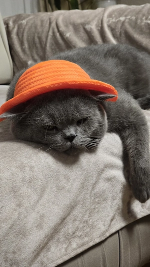 Ein liebevolles neues Zuhause gesucht Unser lieber Kater 