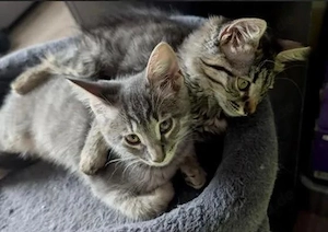 BabyKatzen Kitten 