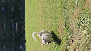 Buddy (Retriver labrador Dackel Mix)