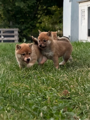 Shiba Inu Welpen