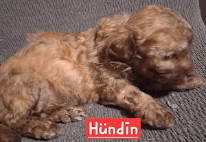 Maltipoo-Welpen suchen ihr zuhause