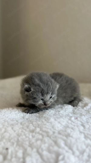Bkh kitten jetzt reservierbar 