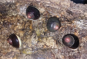 Acavus haemastoma haemastoma,  Jungtiere und Subadulte Schnecken