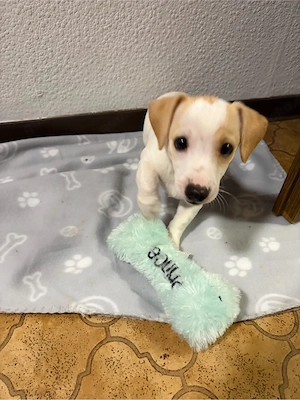 Jack Russel 3 Monate alt 